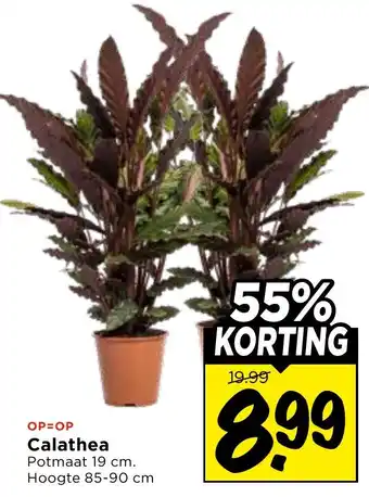 Vomar Voordeelmarkt Calathea aanbieding