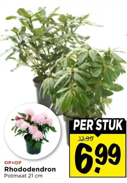 Vomar Voordeelmarkt Rhododendron aanbieding