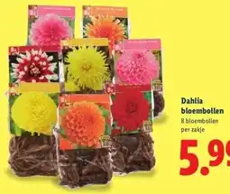 Lidl Dahlia bloembollen aanbieding