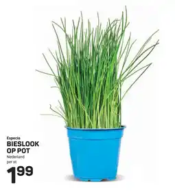 Ekoplaza Especia bieslook op pot aanbieding