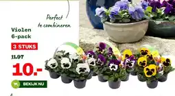 Welkoop Violen aanbieding