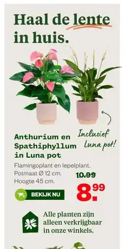 Welkoop Anthurium en Spathiphyllum in Luna pot aanbieding