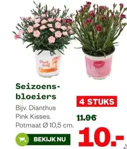 Welkoop Seizoens- bloeiers aanbieding