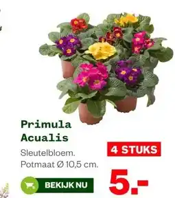 Welkoop Primula Acualis aanbieding