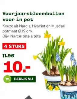 Welkoop Voorjaarsbloembollen voor in pot aanbieding