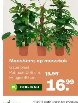 Welkoop Monstera op mosstok aanbieding
