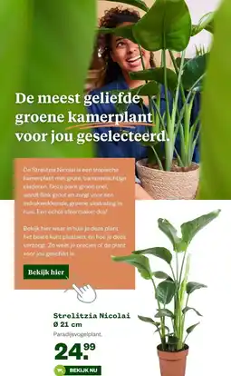 Welkoop Strelitzia Nicolai aanbieding