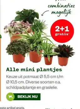 Welkoop Alle mini plantjes aanbieding