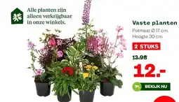 Welkoop Vaste planten aanbieding
