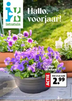 Intratuin Violen in schaal aanbieding