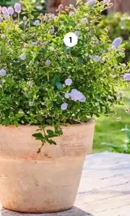 Intratuin Amerikaanse sering aanbieding