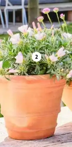 Intratuin Zilverwinde aanbieding