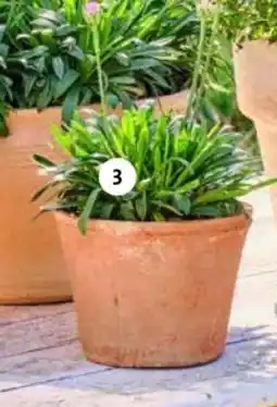 Intratuin Engels gras aanbieding