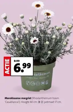 Intratuin Marokkaanse margriet aanbieding