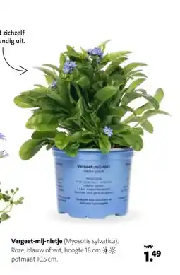 Intratuin Vergeet-mij-nietje aanbieding