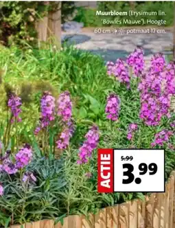 Intratuin Muurbloem aanbieding