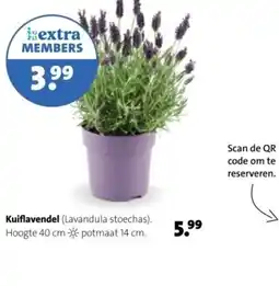 Intratuin Kuiflavendel aanbieding