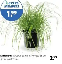 Intratuin Kattengras aanbieding