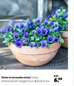 Intratuin Violen in terracotta schaal aanbieding