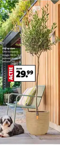 Intratuin Olijf op stam aanbieding