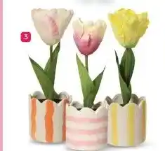 Etos Plant in pot aanbieding