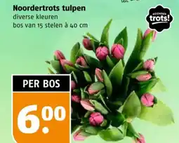 Poiesz Noordertrots tulpen aanbieding