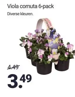 Inter Chalet Viola cornuta 6-pack aanbieding