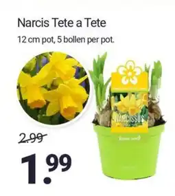 Inter Chalet Narcis tete a tete aanbieding