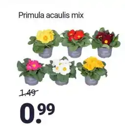 Inter Chalet Primula acaulis mix aanbieding