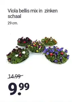 Inter Chalet Viola bellis mix in zinken schaal aanbieding