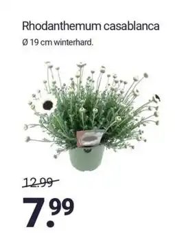 Inter Chalet Rhodanthemum casablanca aanbieding