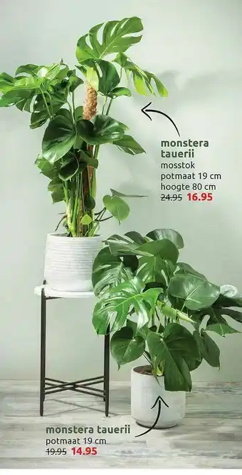 Deka Tuin Monstera Tauerii Mosstok Of Monstera Tauerii aanbieding