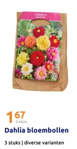 Action Dahlia bloembollen aanbieding