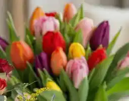 Deka Tuin Tulpen aanbieding