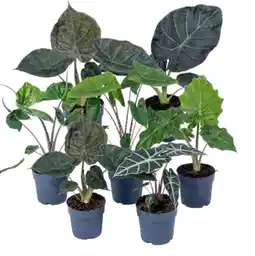 Deka Tuin Alocasia mix aanbieding