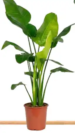 Deka Tuin Strelitzia nicolai aanbieding
