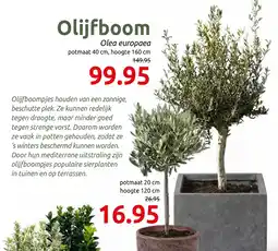Deka Tuin Olijfboom aanbieding