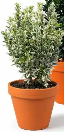 Deka Tuin Euonymus japonica aanbieding