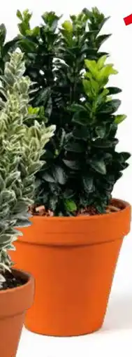 Deka Tuin Euonymus japonica aanbieding