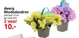 Deka Tuin Dwerg rhododendron aanbieding