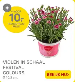Praxis Violen in schaal festival colours aanbieding