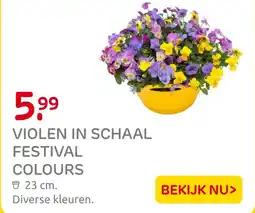 Praxis Violen in schaal festival colours aanbieding