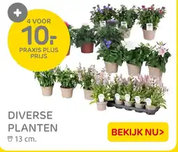 Praxis Diverse planten aanbieding