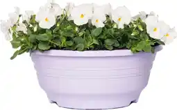 Intratuin Hoornviooltje in schaal (Viola cornuta in schaal) Wit D 23 H 25 cm aanbieding