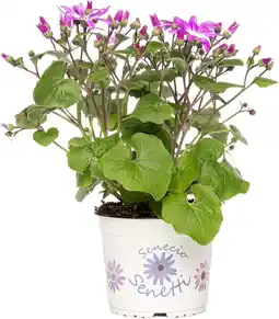 Intratuin Kruiskruid (Senecio 'Senetti Magenta Bicolor') D 15 H 38 cm aanbieding