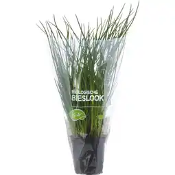 Albert Heijn AH Biologisch Bieslook pot aanbieding