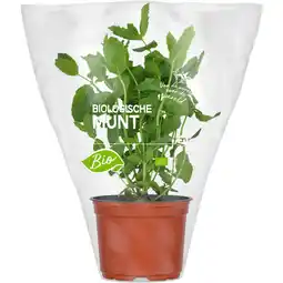 Albert Heijn AH Biologisch Munt pot aanbieding