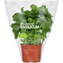 Albert Heijn AH Biologisch Basilicum pot aanbieding