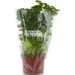 Albert Heijn AH Biologisch Platte peterselie pot aanbieding