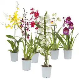 Albert Heijn AH Orchidee voorjaarsmix aanbieding